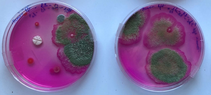 Trichoderma kitenyésztése